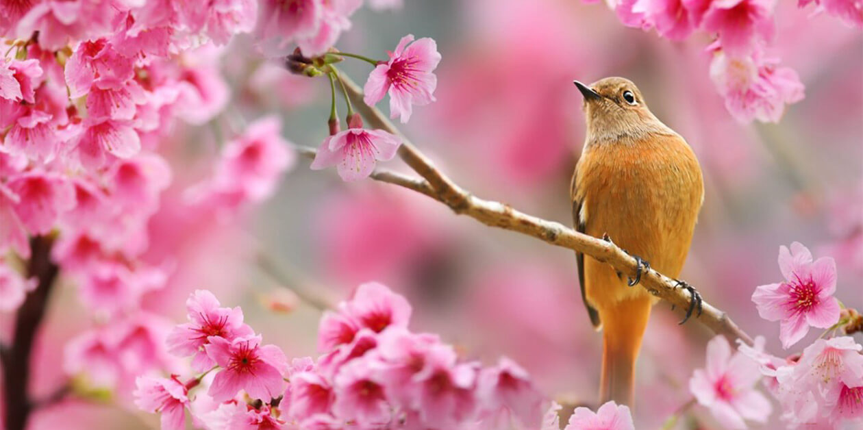 newsletter spring bird